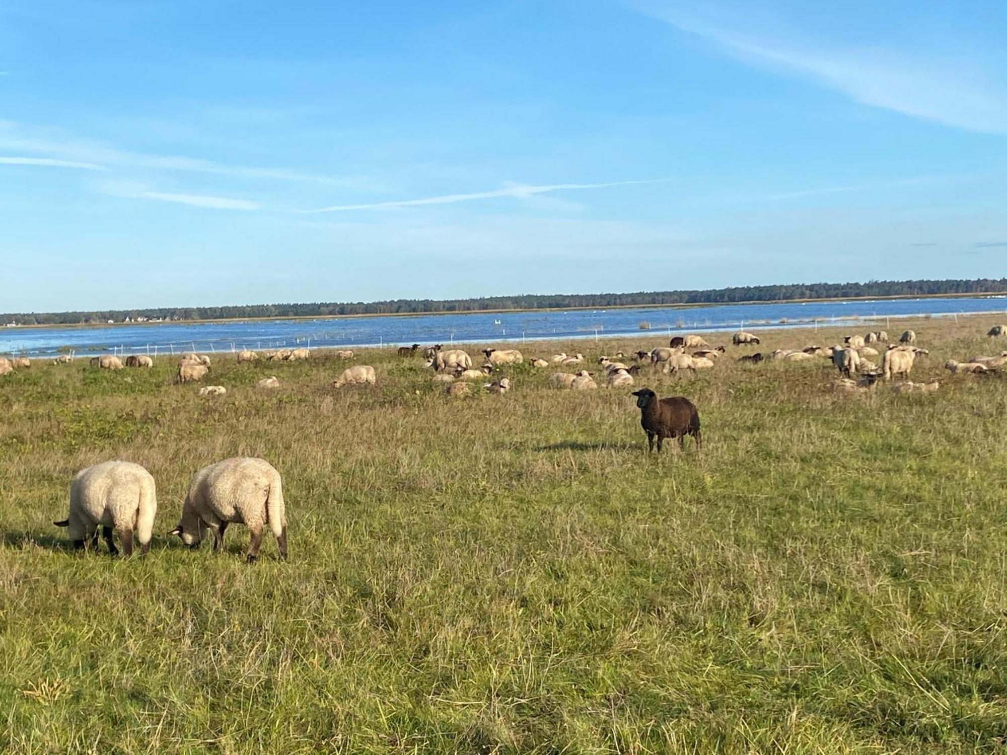 Вилла Urlaub Unterm Reetdach Auf Dem Darss Fuhlendorf  Экстерьер фото